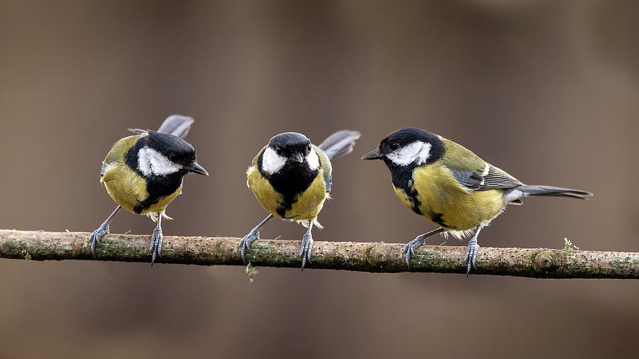 5-colourful-vibrant-great-tit-bird-parus-major-on-branch-in-spring-matthew-gibson.jpg