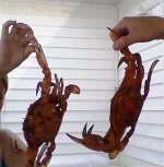 Copy of crabs july 7 002.jpg