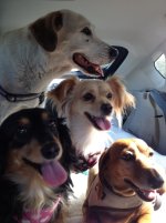 All the pups.JPG All the pups.JPG