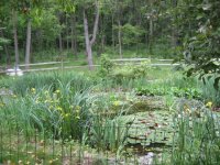 pond.jpg