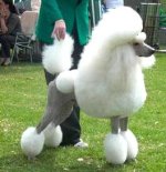 poodle_standard2.jpg
