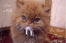 FunnyAnimalsCatMilkFace.gif
