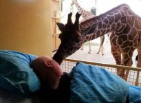 giraffe.jpg