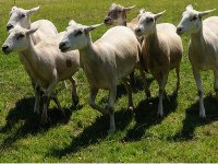 lesson-2-vcs-are-pack-animals.jpg