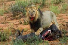 LARGE_Lion_with_wildebeest_carcass_DSC_6669-1.jpg