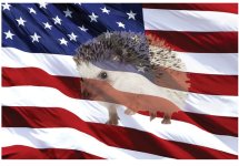 Click image for larger version Name: hedgehog-patriotic.jpg Views: 0 Size: 1.04 MB ID: 6961769 Click image for larger version Name: hedgehog-patriotic.jpg Views: 0 Size: 1.04 MB ID: 6961769
