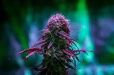 download-satbud.jpg