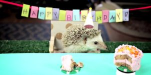 hamsterbirthday.jpg