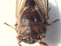 locust_0113.jpg