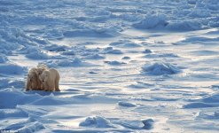 1409436247087_wps_26_Polar_bear_family_on_Arct.jpg