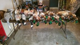MallardHunt.jpg