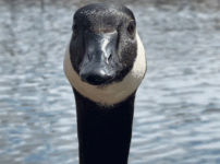 goose-geese.gif