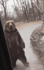 kaden-bear.gif kaden-bear.gif