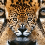 jaguar-animal.gif