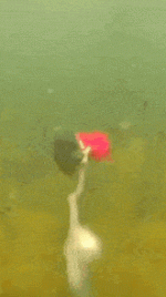 fish-chasing-lure.gif