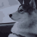 diamond-pet-foods-diamond-pet-food.gif