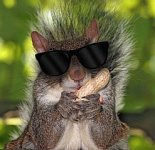 blind squirel.jpg