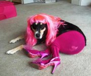 A-Dog-Wearing-Pink-Clothes-And-A-Wig.jpg