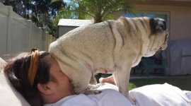 naughty-dog-sitting-on-owners-face1__700.jpg
