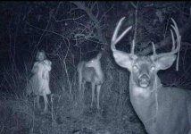 standing-deer.jpg standing-deer.jpg