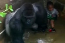 that-gorilla-looks-like-it-was-protecting-that-little-nigglet-probably-thought-it-was-some-other.jpg