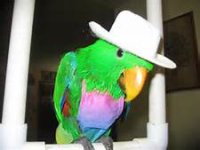 parrot.jpg