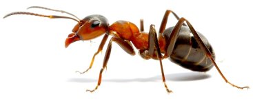 ant-wood-formica-rufus.jpg