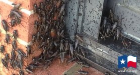 crickets.jpg
