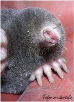 mole_.jpg