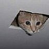 Ceiling Cat