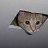 Ceiling Cat