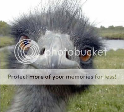 ostrich.jpg