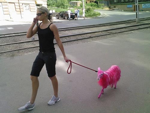 5456d1252945143-pink-goat-pink-pet-goat.jpg