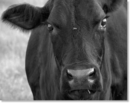 black-angus.jpg