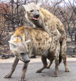 mating-hyena-picture.jpg