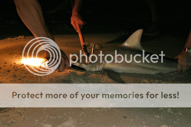 shark2c.jpg