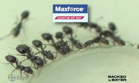 bayer-ant-bait.jpg