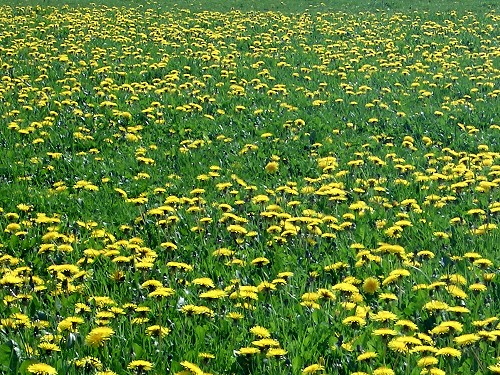 dandelion-3.jpg