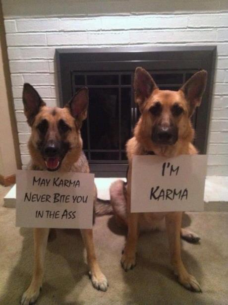 karma-dog.jpg