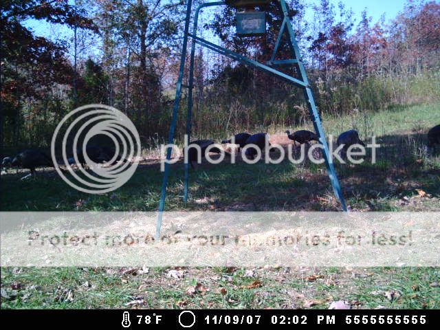 trailcam_nov102007006.jpg