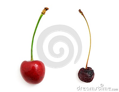 rotten-and-fresh-sweet-cherries-thumb17779732.jpg