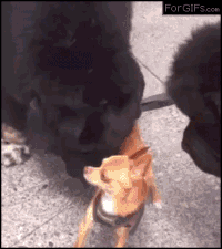 32.gif
