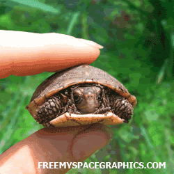 th_TurtleSquish.gif