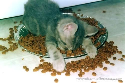 funny_pictures_general_tired_kitty.jpg