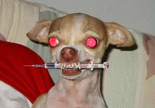 crazy-dog.jpg