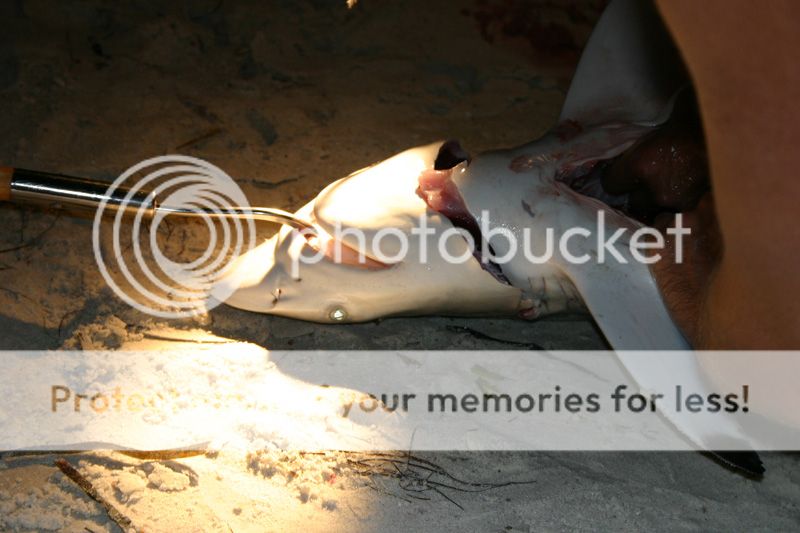 shark2f.jpg