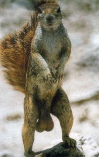 squirrel.jpg