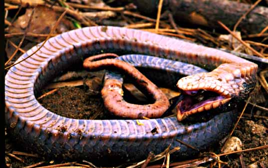 hognose.jpg
