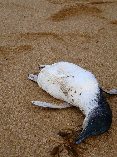 dead+penguin.jpg