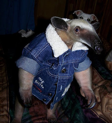 AARDVARK+1